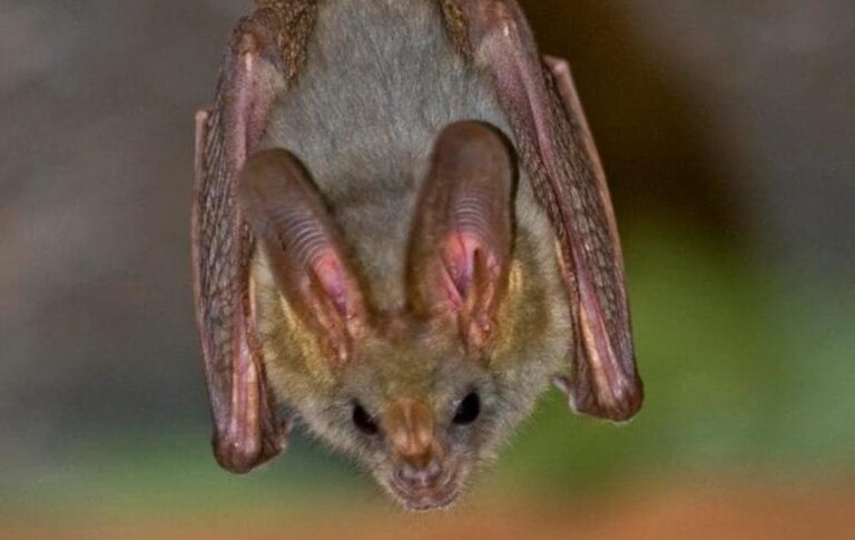 Коронавірус кажанів мутує для нових спроб зараження людей – вчені