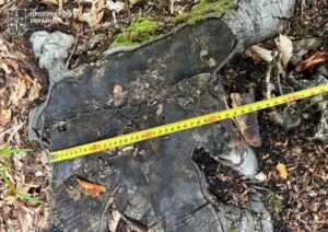 На Прикарпатті вивлено незаконну рубку дерев майже 387 млн грн