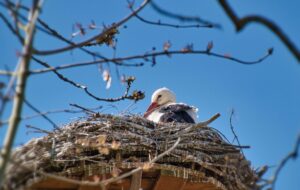 У знаменитих лелек Грицика і Одарки поповнення