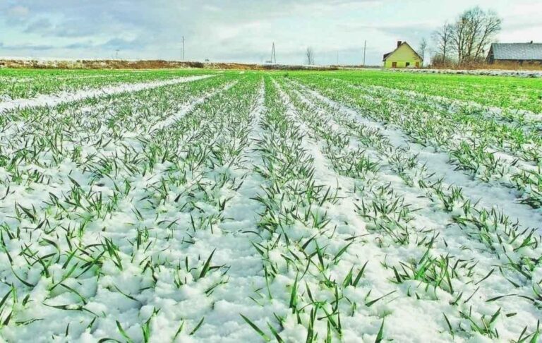 Урожай 2026: чи не виморозила зима наши поля і сади