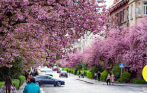 Ужгород знову став рожевим містом: сезон цвітіння сакур вражає