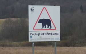 В Польщі на кордоні з Україну ведмідь загриз жінку