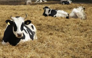 В Україні заявили про ризик поширення ящуру з Росії