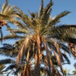 Вчені навчилися перетворювати відходи від пальм на біопаливо