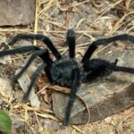 Вчені відкрили новий вид тарантулів