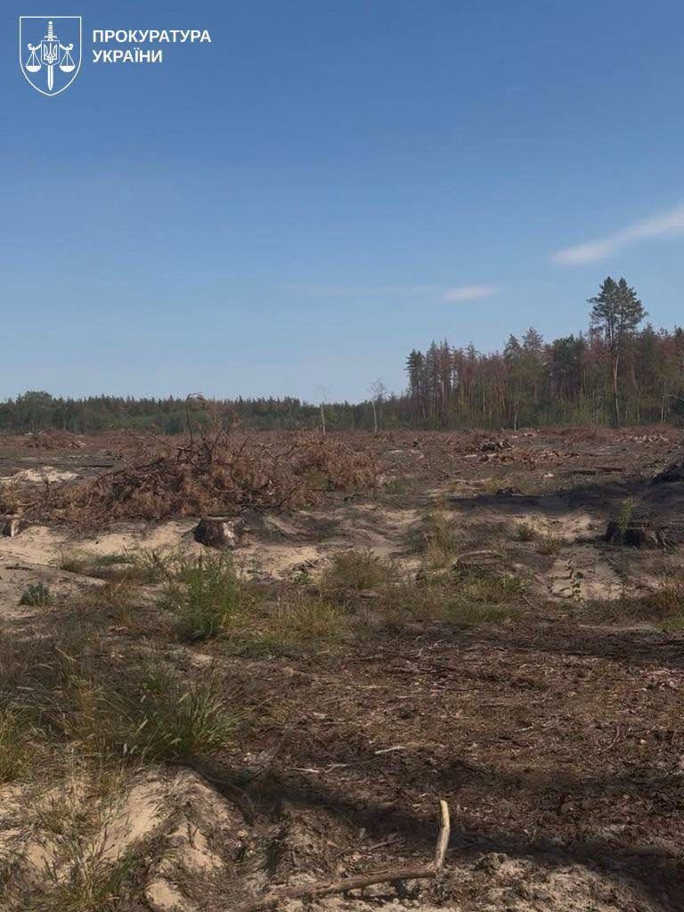 Директора лісгоспу судитимуть за вирубку 18 тисяч дерев