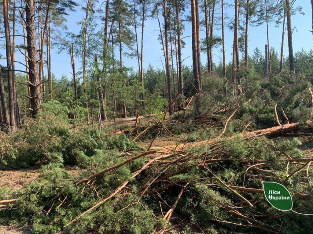 Бурелом знищив понад 400 гектарів лісу на Рівненщині та Волині