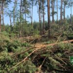 Бурелом знищив понад 400 гектарів лісу на Рівненщині та Волині