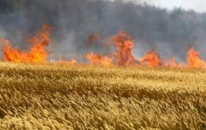 На Запоріжжі через обстріли знищено понад 1800 гектарів посівів