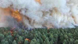 Під Парижем горить ліс: евакуювали тисячу людей