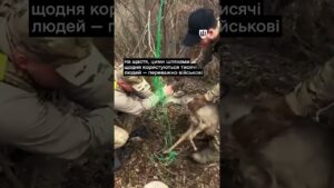 Українські військові рятують тварин у прифронтових зонах
