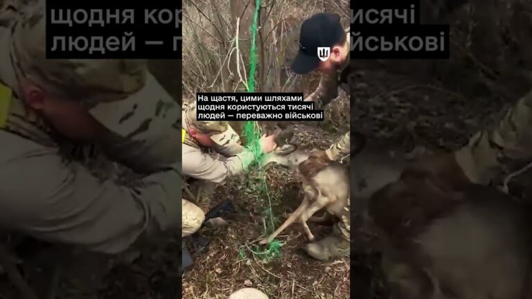 Українські військові рятують тварин у прифронтових зонах
