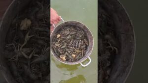 Київськими рибоохоронцями врятовано від браконьєрських раколовок понад 700 раків
