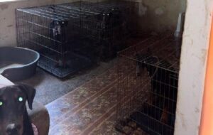 Виснажені та голодні: у Києві в антисанітарних умовах тримали 30 доберманів